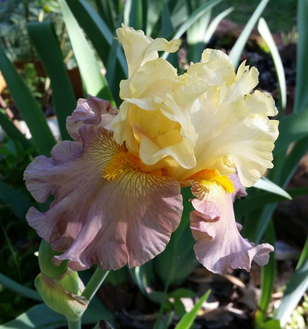 Photo of Tall Bearded Iris (Iris 'Sunshine on My Shoulders') uploaded by FAIRYROSE