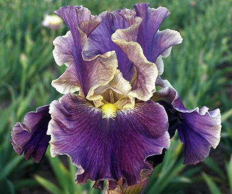 Photo of Tall Bearded Iris (Iris 'Luminate') uploaded by Joy