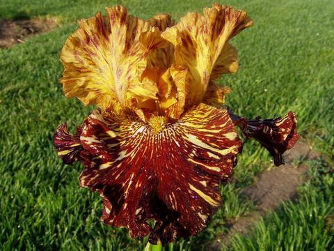 Photo of Tall Bearded Iris (Iris 'Spiced Tiger') uploaded by Joy