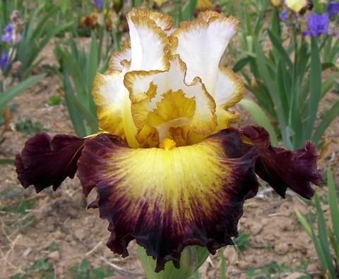 Photo of Tall Bearded Iris (Iris 'Superhero') uploaded by Joy