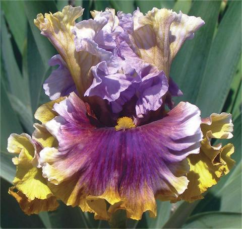 Photo of Tall Bearded Iris (Iris 'The Majestic') uploaded by Joy