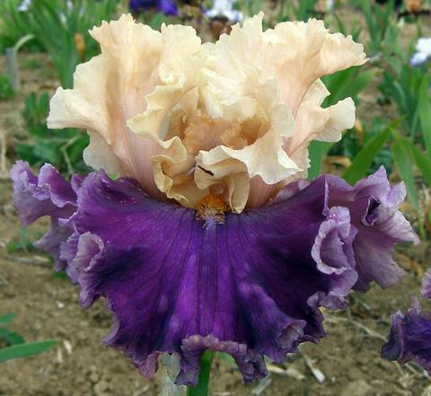 Photo of Tall Bearded Iris (Iris 'Roaring Twenties') uploaded by Joy
