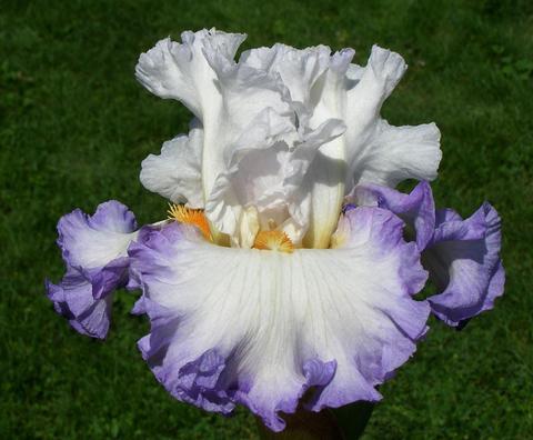 Photo of Tall Bearded Iris (Iris 'Round of Applause') uploaded by Joy