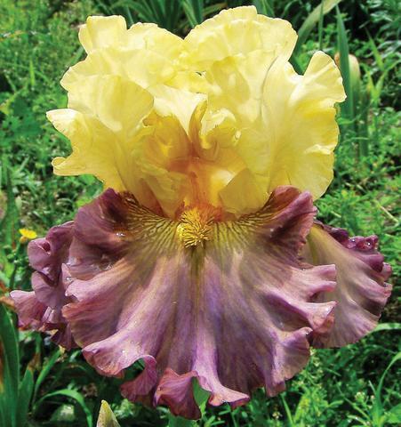 Photo of Tall Bearded Iris (Iris 'Sunshine on My Shoulders') uploaded by Joy