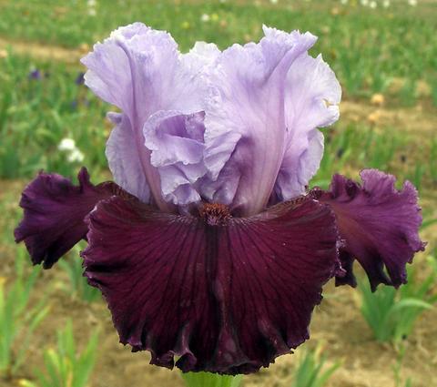 Photo of Tall Bearded Iris (Iris 'Pageant's Gown') uploaded by Joy
