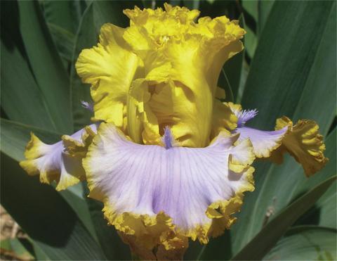 Photo of Tall Bearded Iris (Iris 'Point of Interest') uploaded by Joy