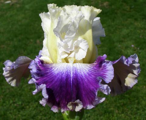 Photo of Tall Bearded Iris (Iris 'Soft Elegance') uploaded by Joy