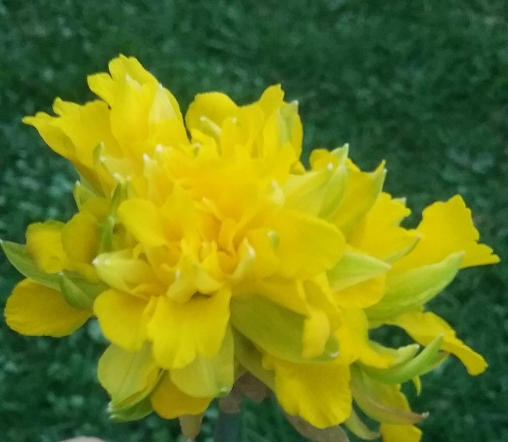 Photo of Double Daffodil (Narcissus 'Telamonius Plenus') uploaded by Tiff2884