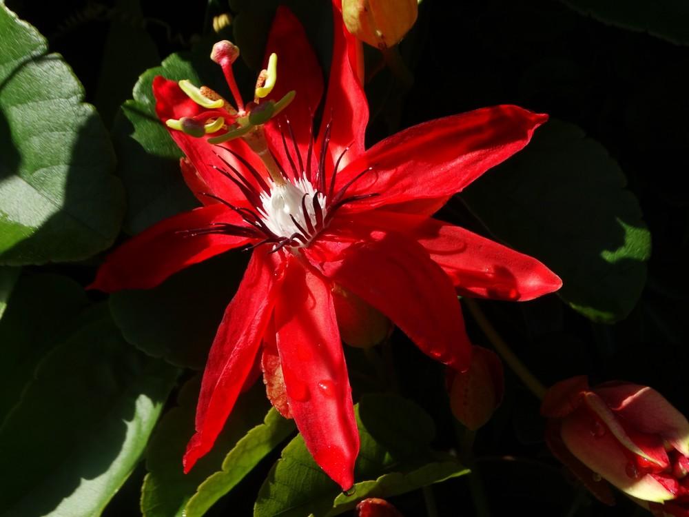 Photo of Red Passion Flower (Passiflora coccinea) uploaded by carolem