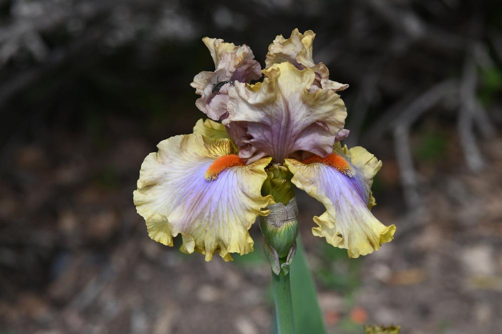 Photo of Tall Bearded Iris (Iris 'Colour Dance') uploaded by cliftoncat