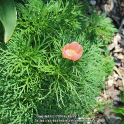 Location: My Garden in PA
Date: 2018-05-03
Single pink fern leaf peony