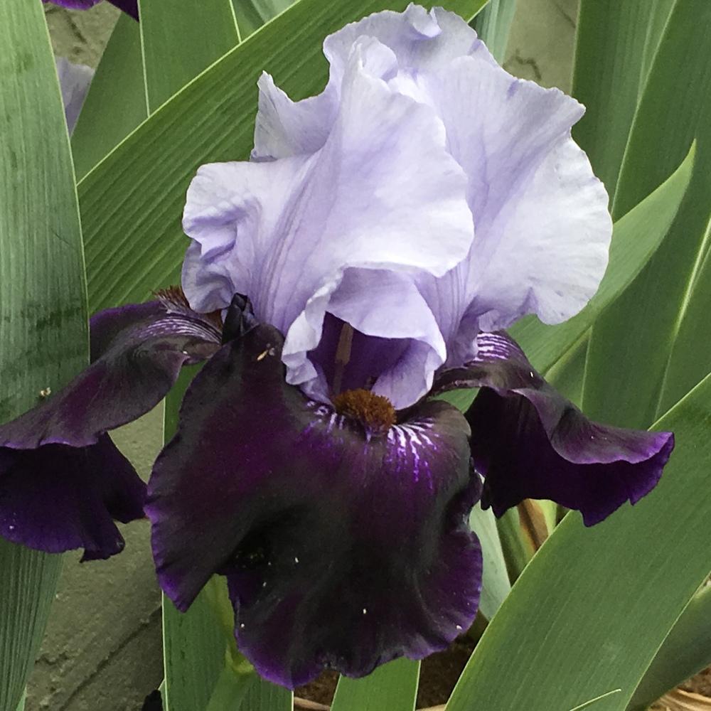 Photo of Tall Bearded Iris (Iris 'Dangerous Mood') uploaded by lilpod13