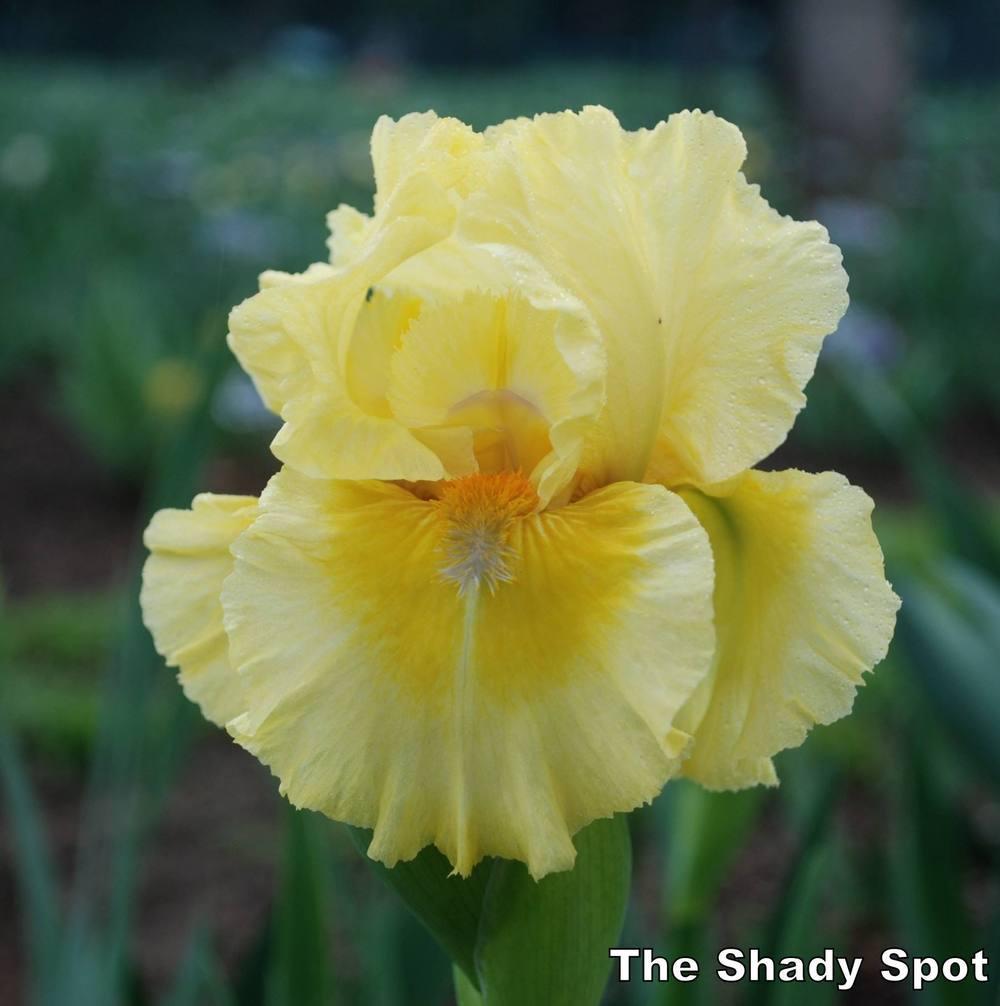 Photo of Intermediate Bearded Iris (Iris 'Coloursonic') uploaded by lovemyhouse