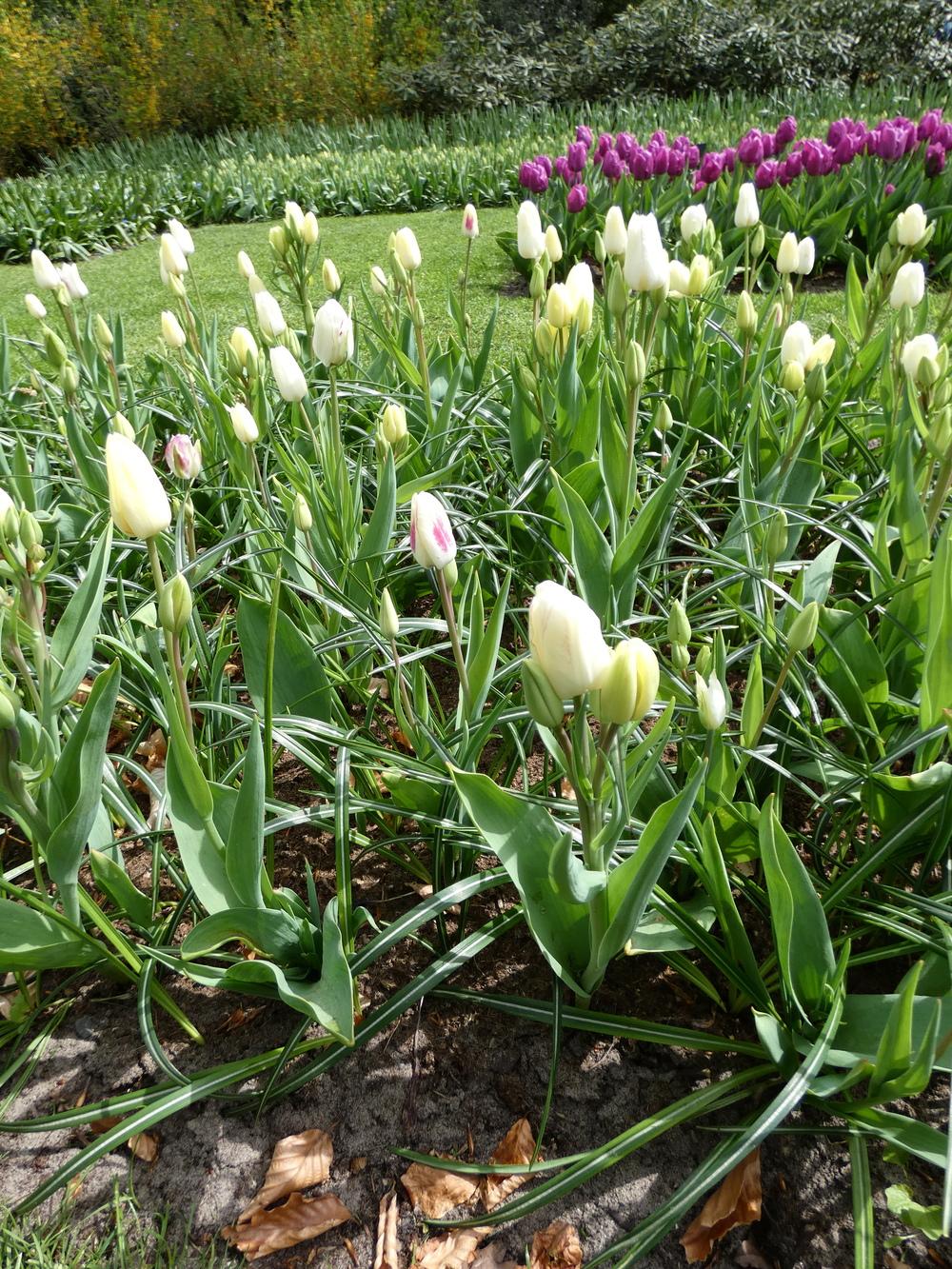 Photo of Single Late Tulip (Tulipa 'Candy Club') uploaded by mellielong