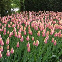 Location: Keukenhof Gardens, Netherlands
Date: 2018-04-25