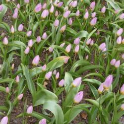 Location: Keukenhof Gardens, Netherlands
Date: 2018-04-25
Listed as Tulipa bakeri 'Lilac Wonder'