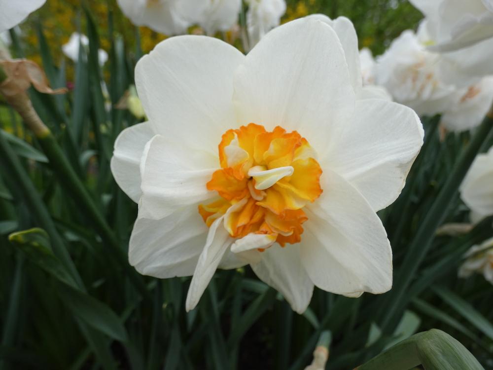 Photo of Double Daffodil (Narcissus 'Acropolis') uploaded by mellielong