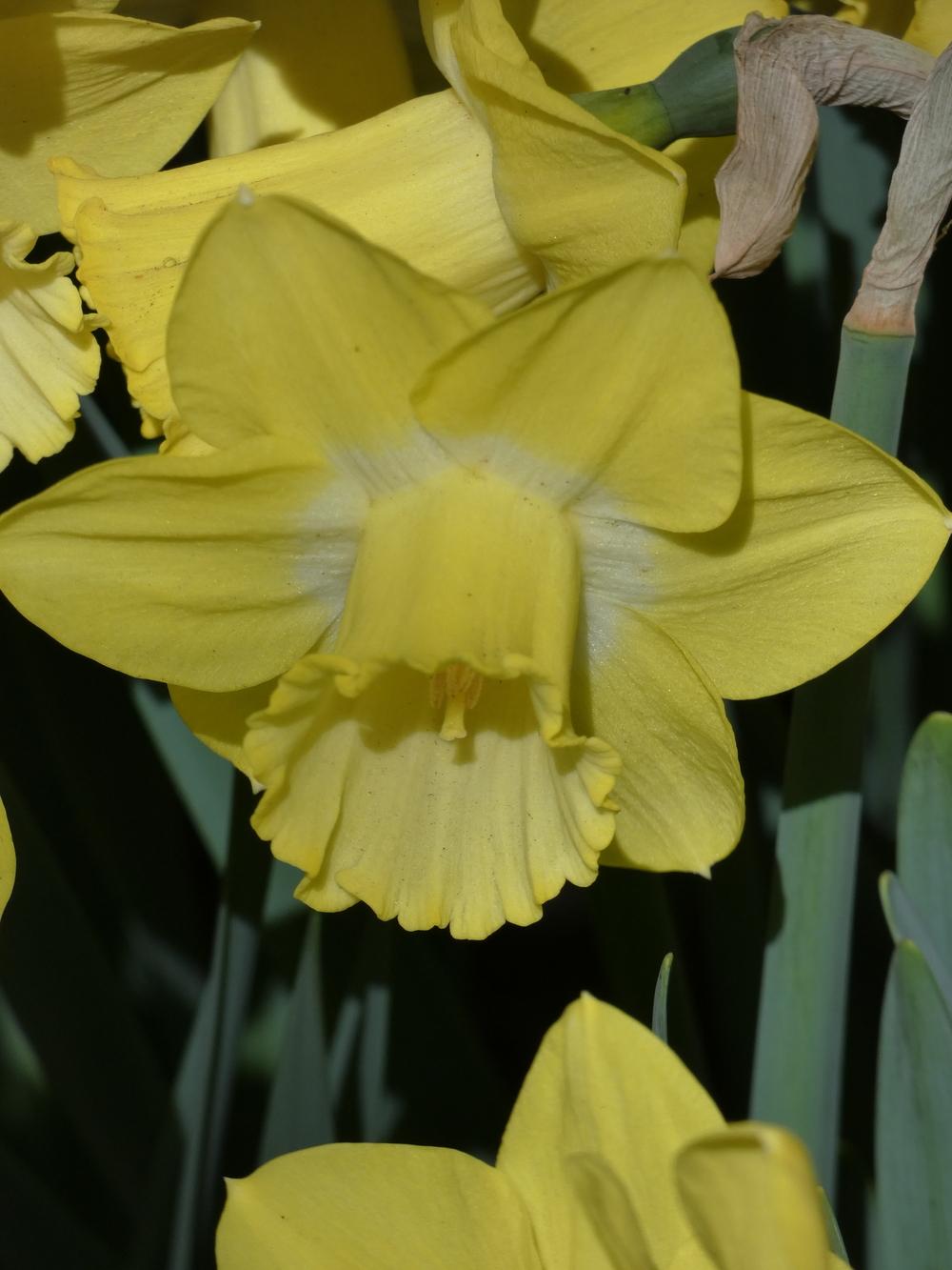 Photo of Trumpet Daffodil (Narcissus 'Sabatini') uploaded by mellielong