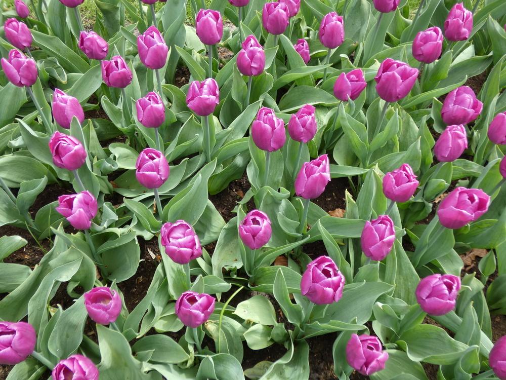 Photo of Single Early Tulip (Tulipa 'Purple Prince') uploaded by mellielong