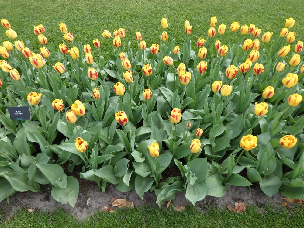Photo of Tulip (Tulipa 'Washington') uploaded by mellielong