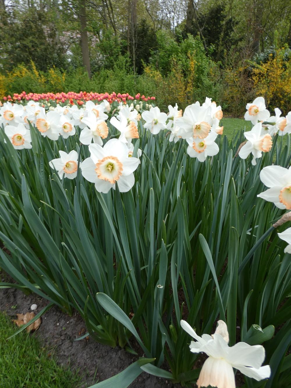 Photo of Large-Cupped Daffodil (Narcissus 'Pink Charm') uploaded by mellielong