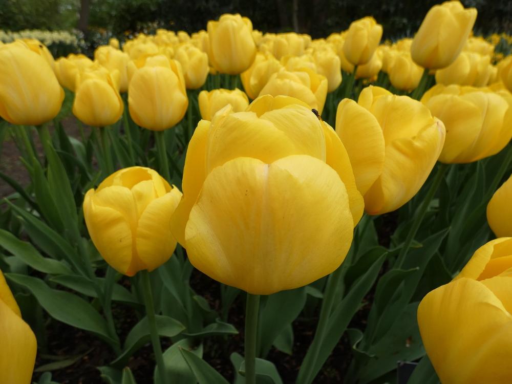 Photo of Tulip (Tulipa 'Yellow Angel') uploaded by mellielong