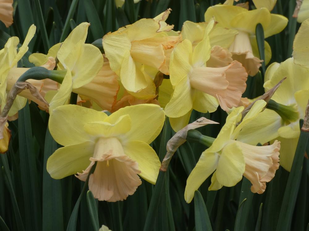 Photo of Cyclamineus Daffodil (Narcissus 'Velocity') uploaded by mellielong