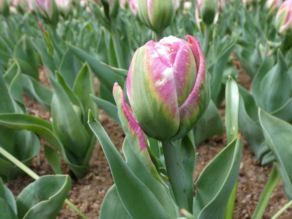 Photo of Double Late Tulip (Tulipa 'Ice Cream') uploaded by mellielong
