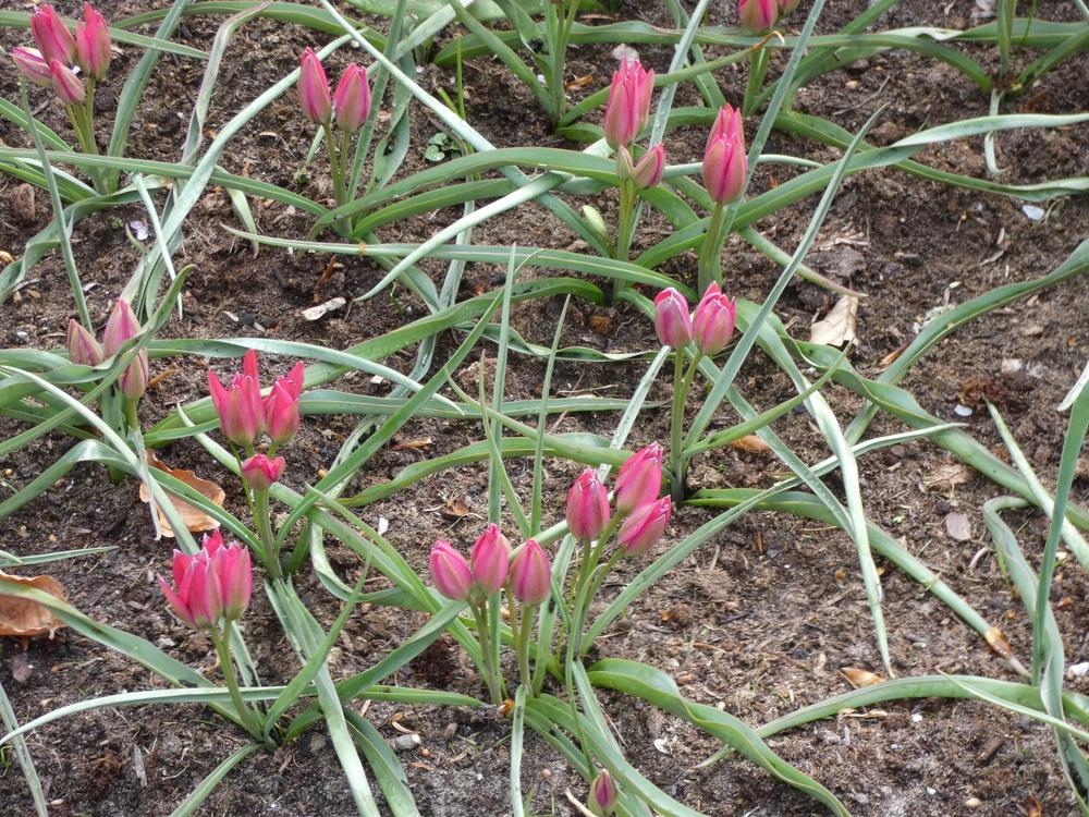 Photo of Species Hybrid Tulip (Tulipa 'Little Beauty') uploaded by mellielong