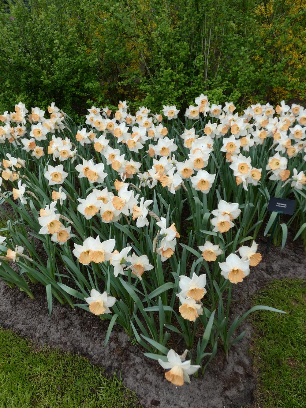 Photo of Large-cupped Daffodil (Narcissus 'Chromacolor') uploaded by mellielong