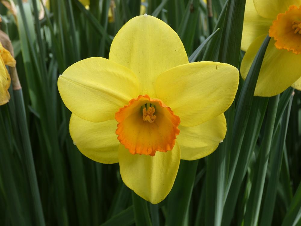 Photo of Large Cupped Daffodil (Narcissus 'Carbineer') uploaded by mellielong