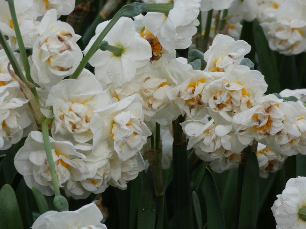 Photo of Double Daffodil (Narcissus 'Bridal Crown') uploaded by mellielong