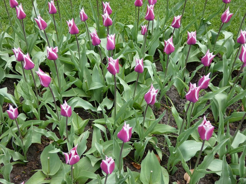 Photo of Lily Flowering Tulip (Tulipa 'Claudia') uploaded by mellielong