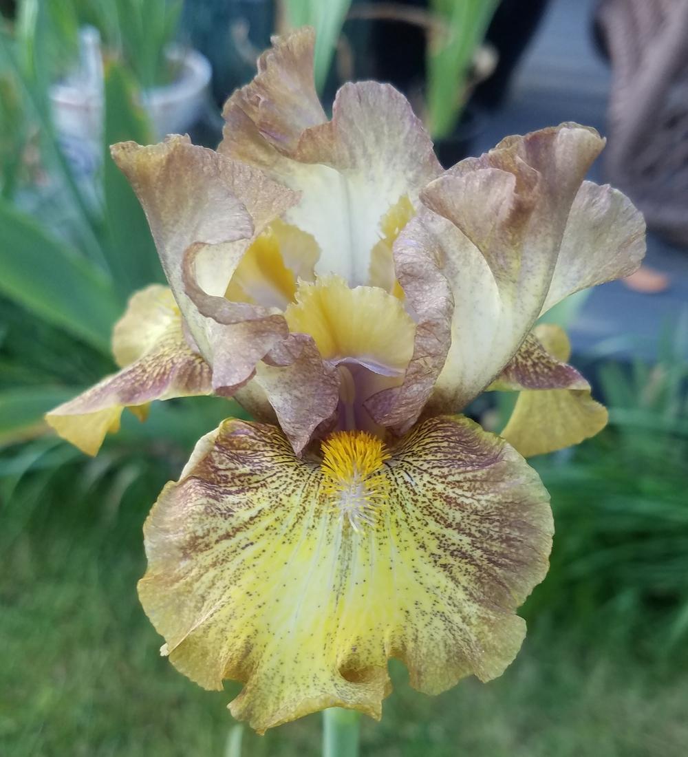 Photo of Intermediate Bearded Iris (Iris 'Witty') uploaded by mesospunky
