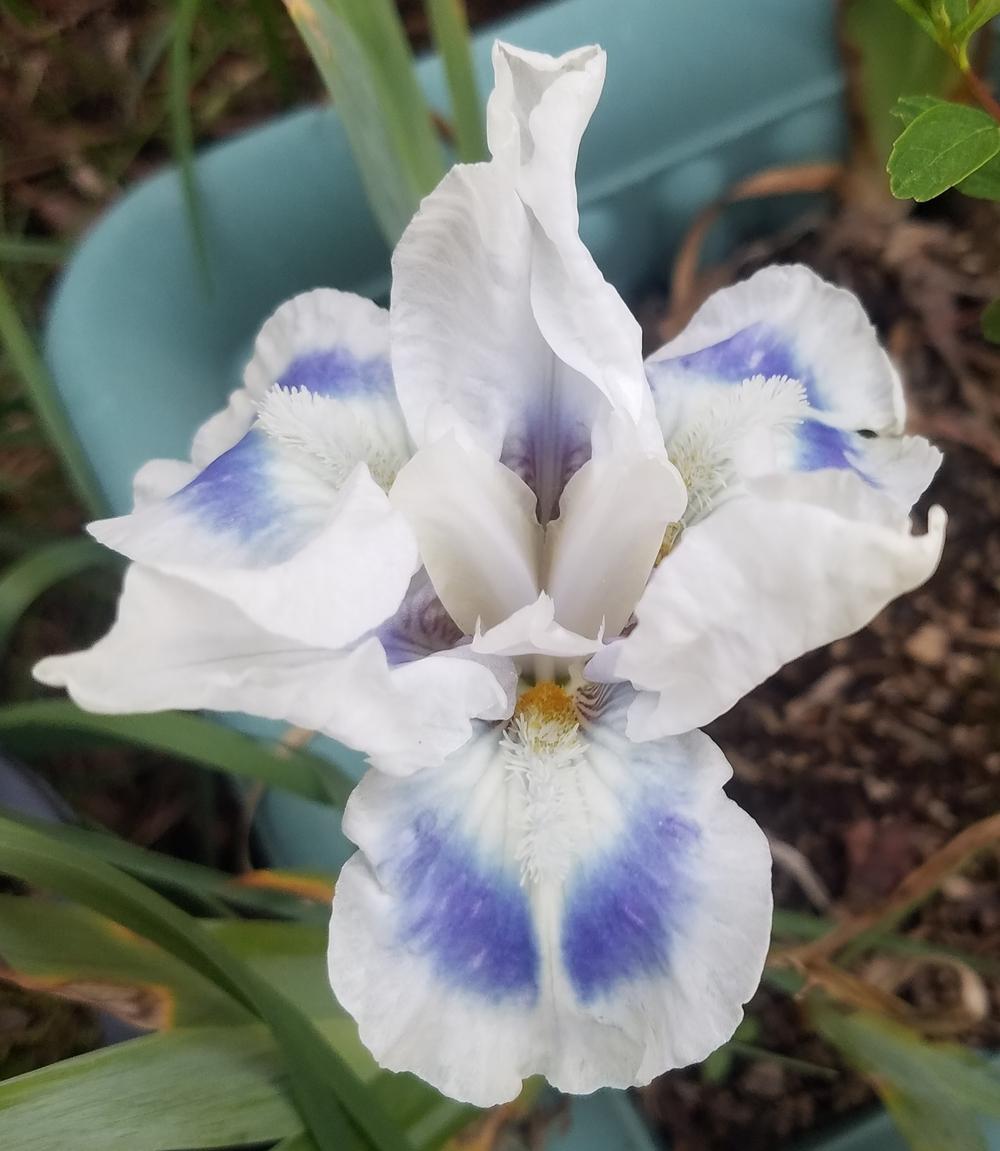Photo of Standard Dwarf Bearded Iris (Iris 'Blue Ray') uploaded by mesospunky