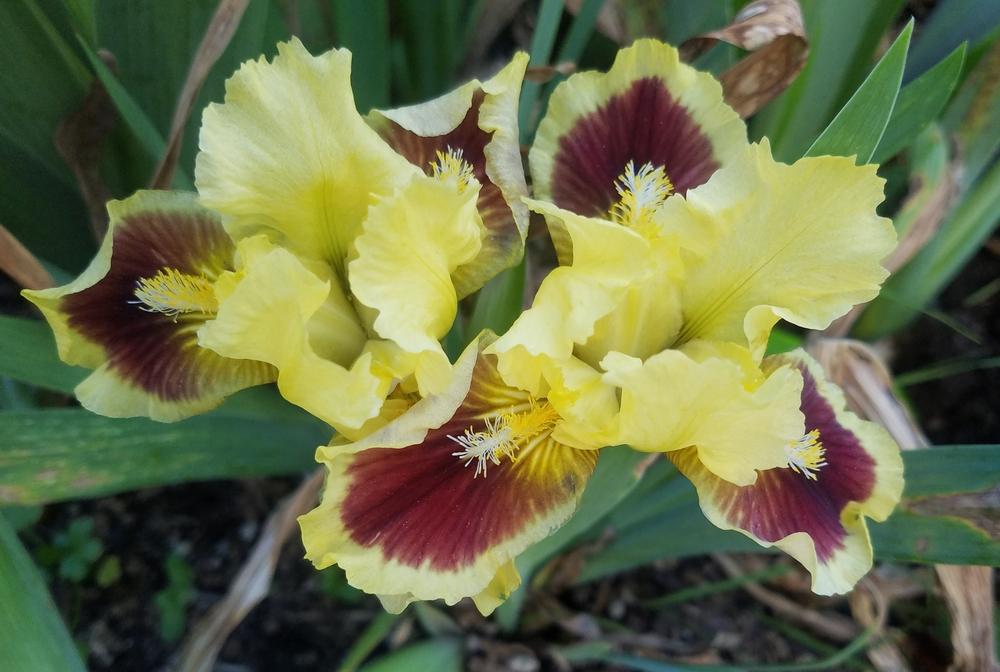 Photo of Standard Dwarf Bearded Iris (Iris 'Ultimate') uploaded by mesospunky