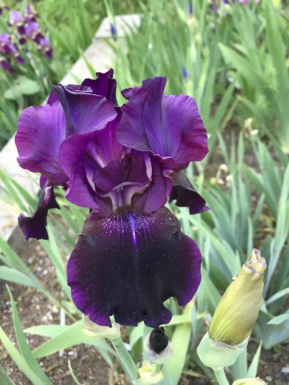 Photo of Tall Bearded Iris (Iris 'Cherry Smoke') uploaded by urania1
