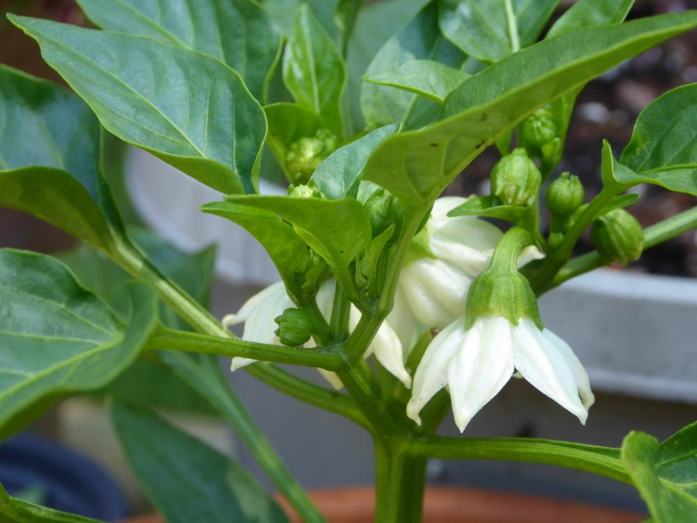 Photo of Sweet Pepper (Capsicum annuum 'Giant Marconi') uploaded by wildflowers