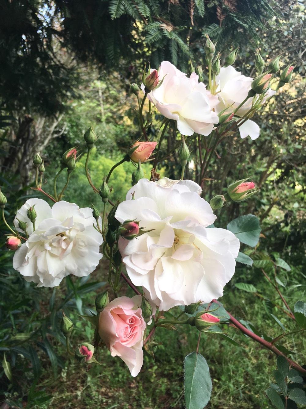 Photo of Rose (Rosa 'Penelope') uploaded by Calif_Sue