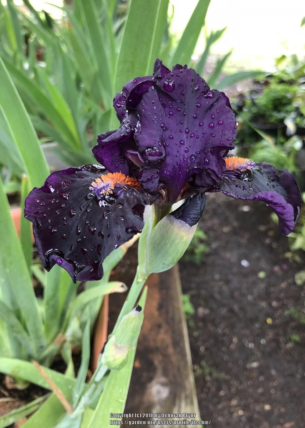 Photo of Intermediate Bearded Iris (Iris 'Devil May Care') uploaded by Deebie
