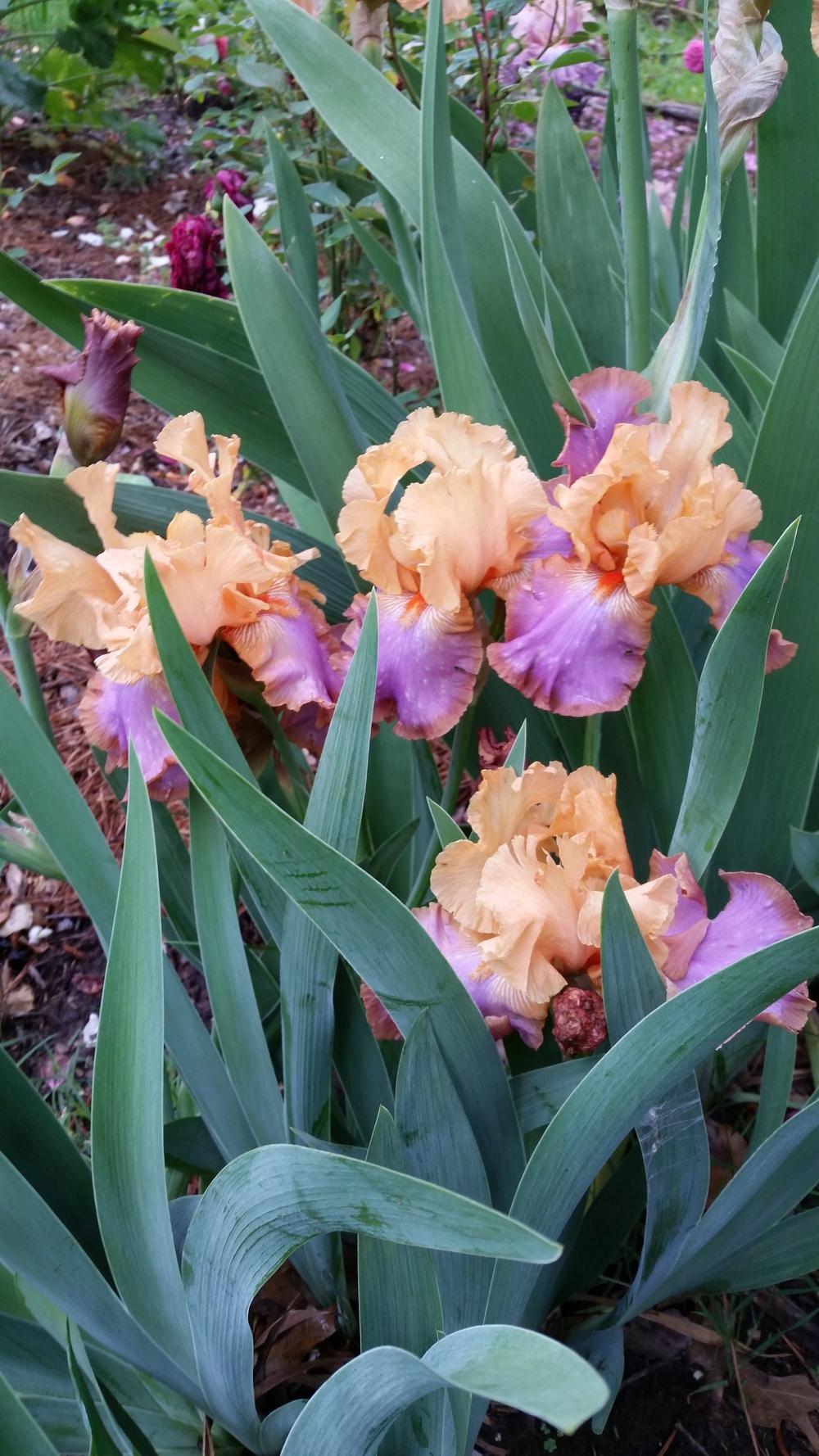 Photo of Tall Bearded Iris (Iris 'Grand Canyon Sunset') uploaded by FAIRYROSE
