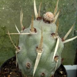 Location: From my collection. Poland.
Date: 2018-05-02
Tephrocactus articulatus var. papyracanthus