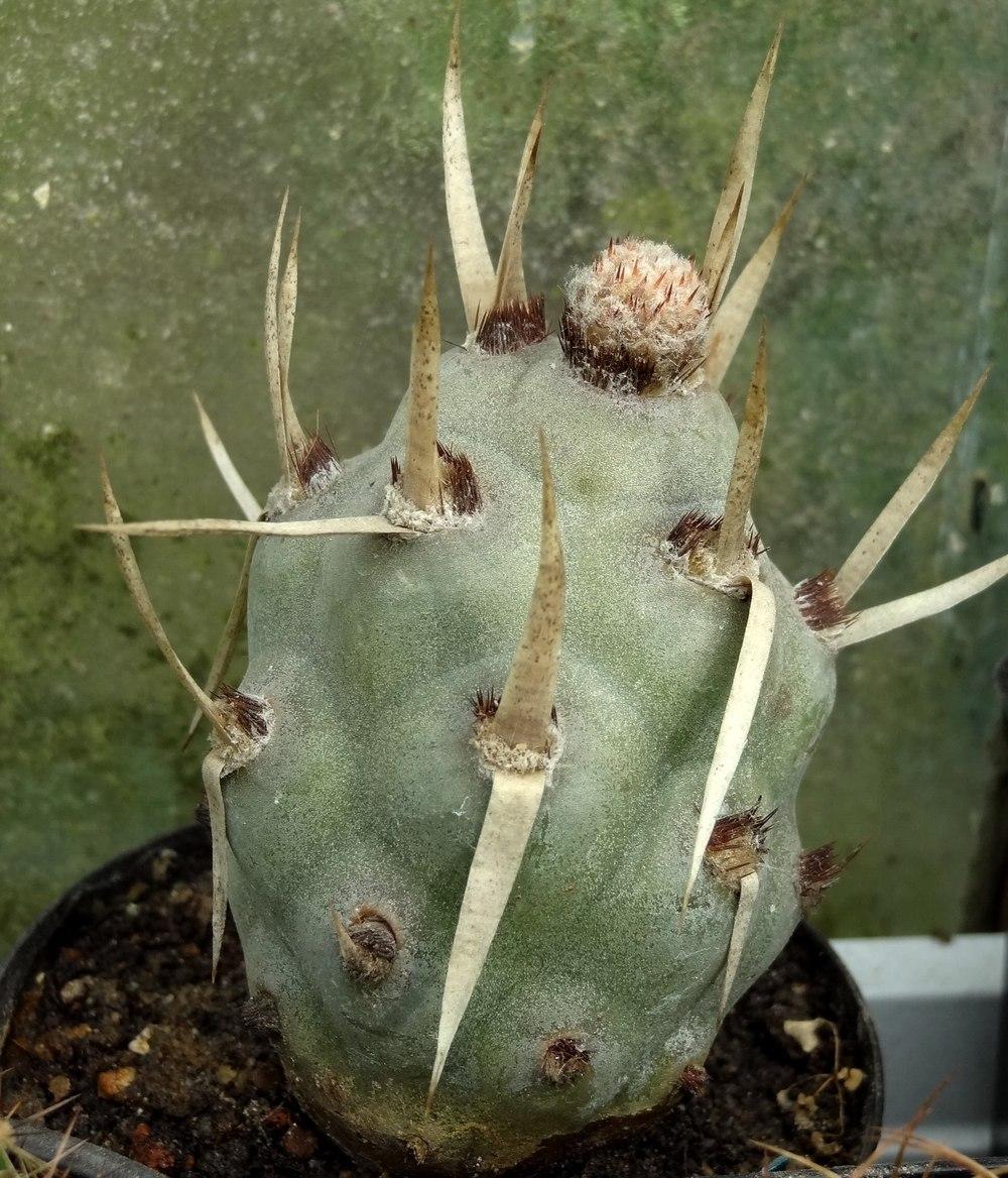 Photo of Papery Spine Cactus (Tephrocactus articulatus) uploaded by Orsola