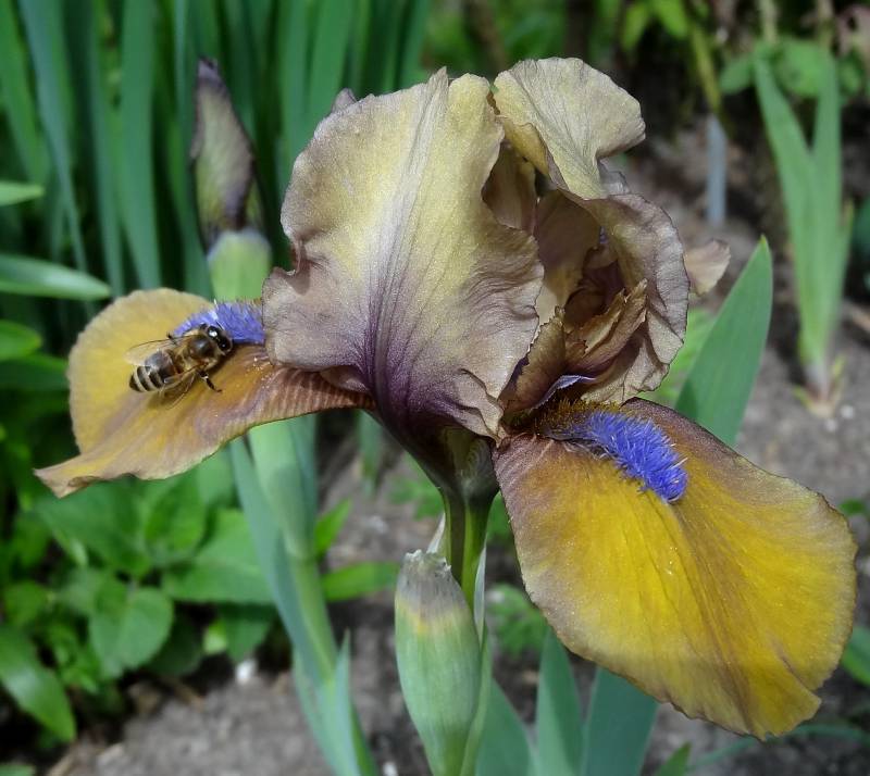 Photo of Standard Dwarf Bearded Iris (Iris 'Gingerbread Man') uploaded by Orsola