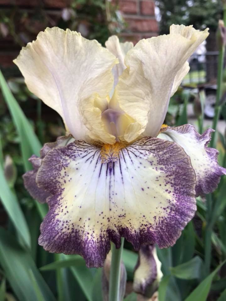 Photo of Tall Bearded Iris (Iris 'Ominous Stranger') uploaded by dana
