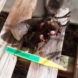 Location: Clinton, Michigan 49236
Date: 2018-05-04
"Paeonia 'Allan Rogers', 2018 photo, (3-DB-WH) lactiflora cultiva