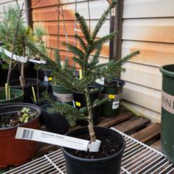 Location: Clinton, Michigan 49236
Date: 2017-03-31
"Picea orientalis 'Compacta', 2017, [Oriental Spruce], PYE-see-uh