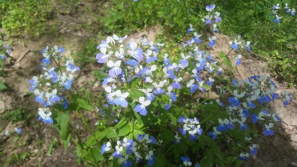 Photo of Blue-Eyed Mary (Collinsia verna) uploaded by gemini_sage