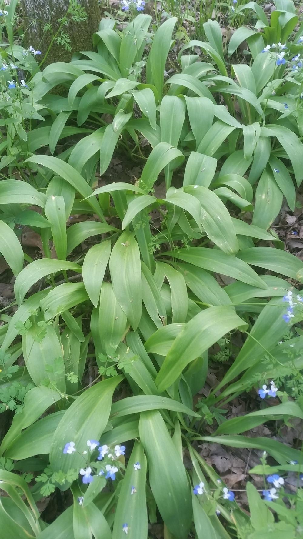 Photo of Ramp (Allium tricoccum) uploaded by gemini_sage