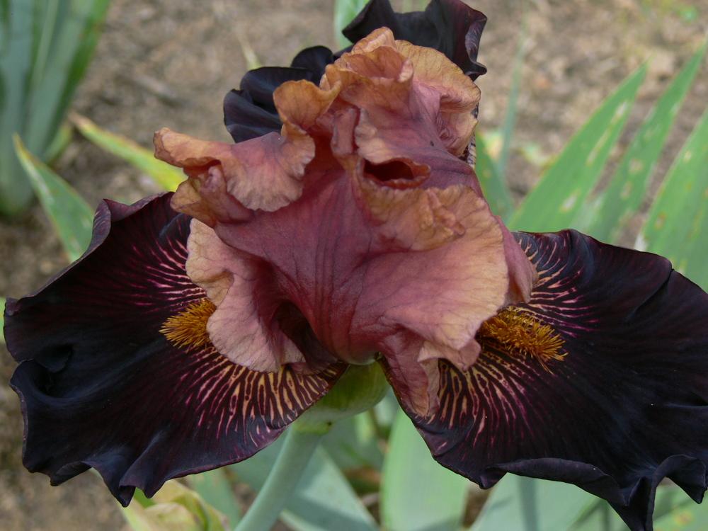 Photo of Tall Bearded Iris (Iris 'Mystic Image') uploaded by janwax
